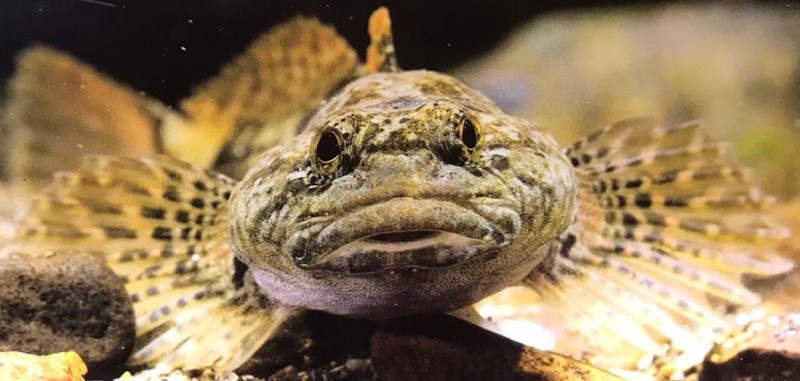 質問に添付された魚の写真