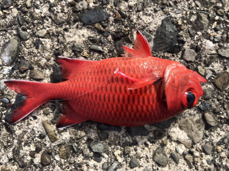 質問に添付された魚の写真