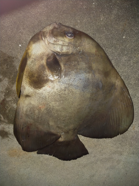 質問に添付された魚の写真