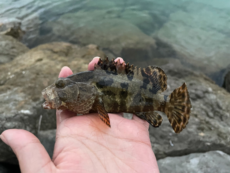 質問に添付された魚の写真