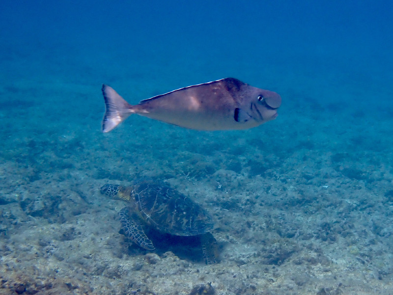 質問に添付された魚の写真