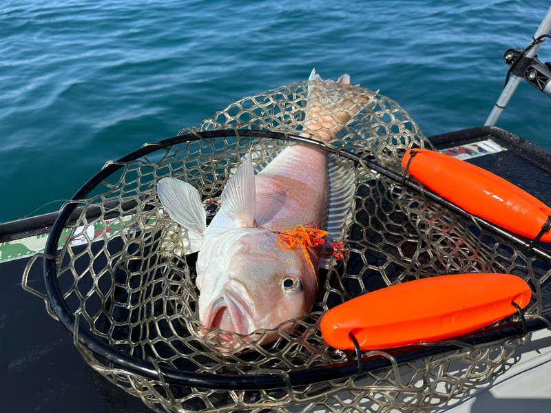質問に添付された魚の写真