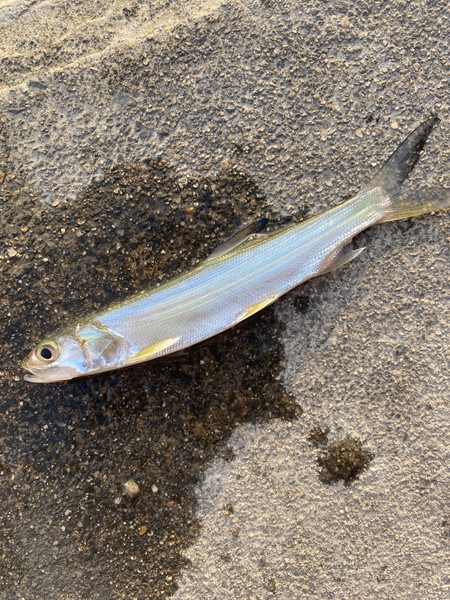 質問に添付された魚の写真