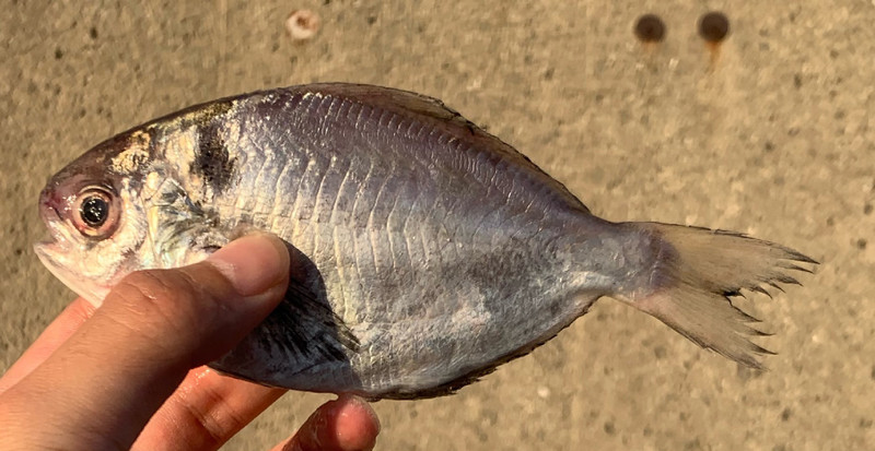 質問に添付された魚の写真