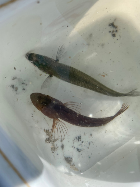 質問に添付された魚の写真