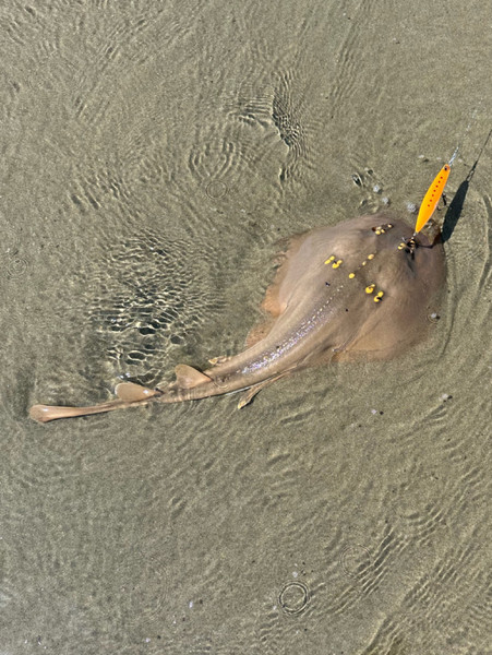 質問に添付された魚の写真