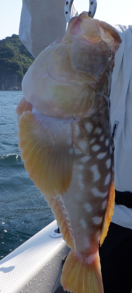 質問に添付された魚の写真