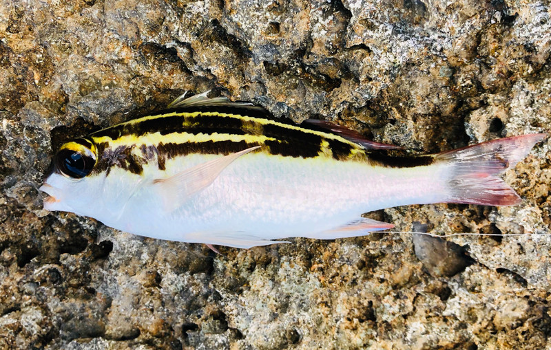 質問に添付された魚の写真