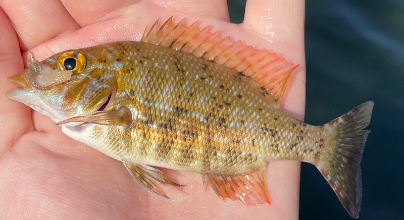 質問に添付された魚の写真
