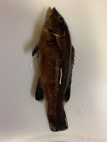 質問に添付された魚の写真