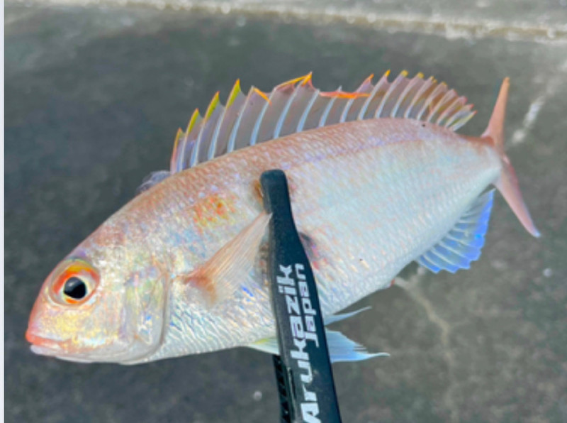 質問に添付された魚の写真
