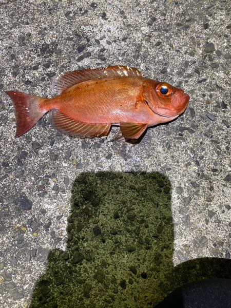 質問に添付された魚の写真