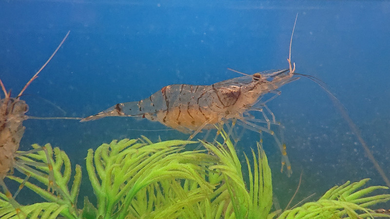 質問に添付された魚の写真