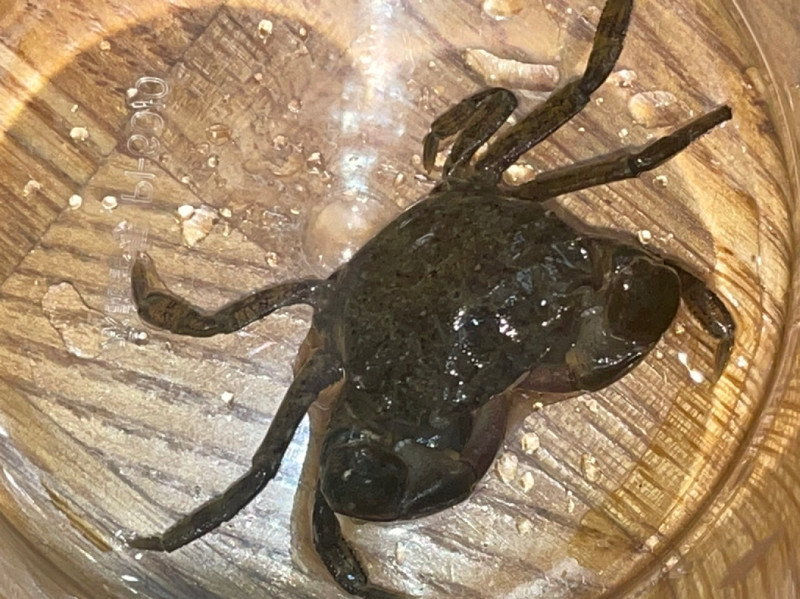 質問に添付された魚の写真