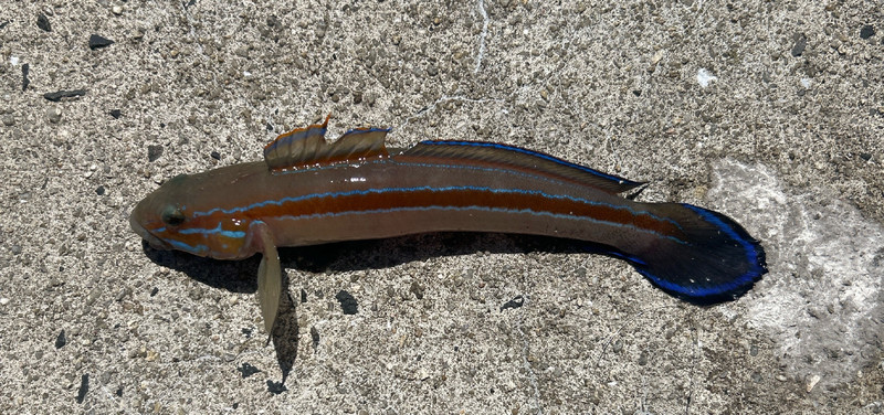 質問に添付された魚の写真