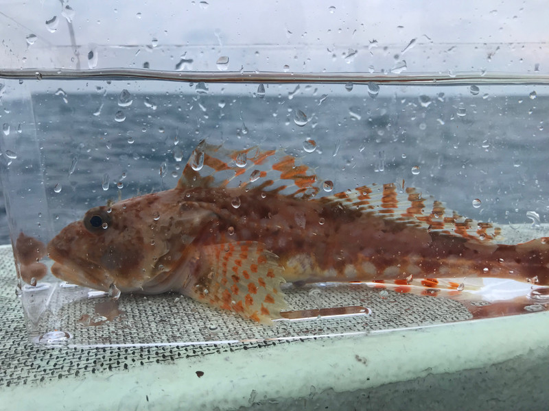 質問に添付された魚の写真