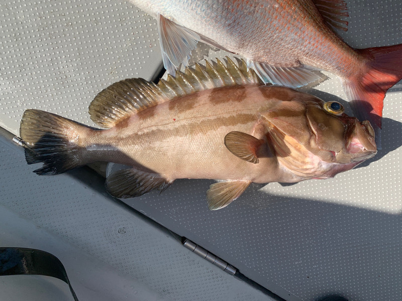 質問に添付された魚の写真