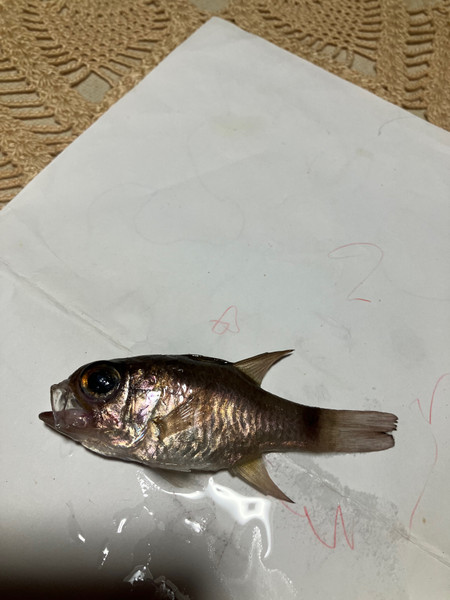 質問に添付された魚の写真