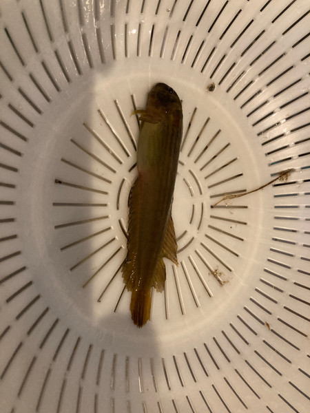 質問に添付された魚の写真