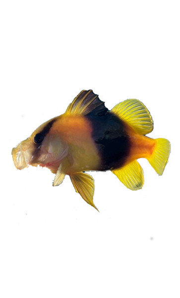 質問に添付された魚の写真