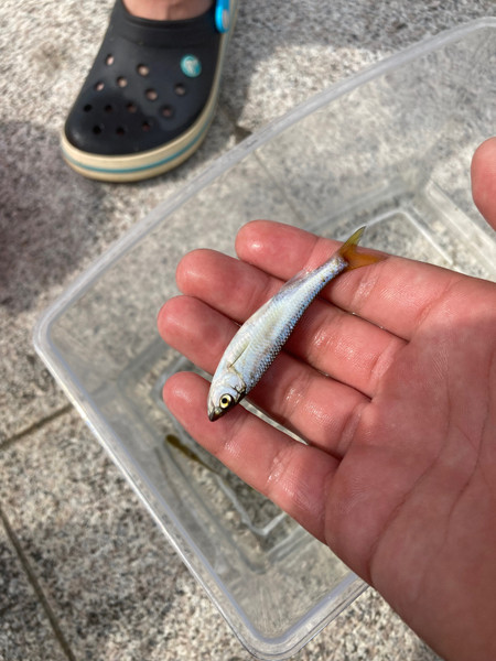 質問に添付された魚の写真