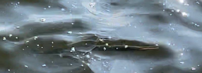 質問に添付された魚の写真