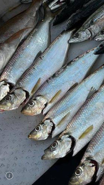 質問に添付された魚の写真