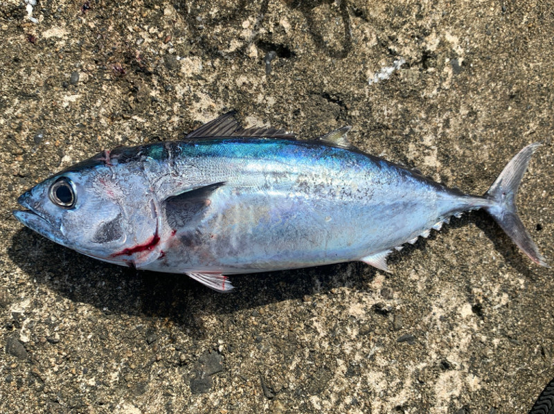 質問に添付された魚の写真