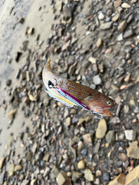 質問に添付された魚の写真