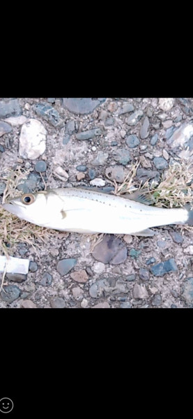 質問に添付された魚の写真
