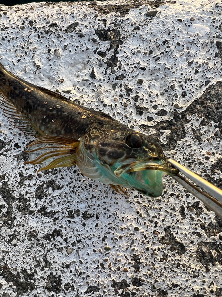 質問に添付された魚の写真