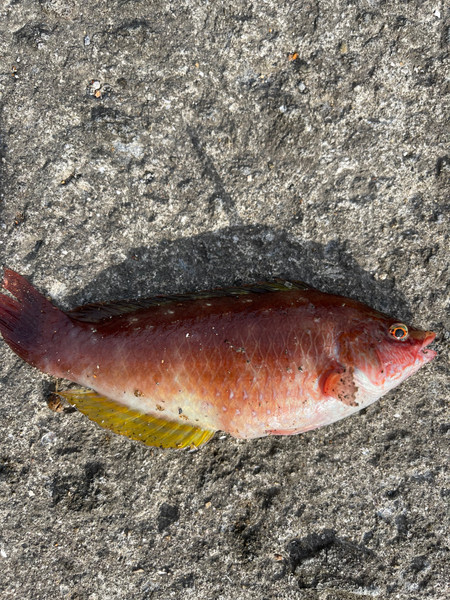 質問に添付された魚の写真