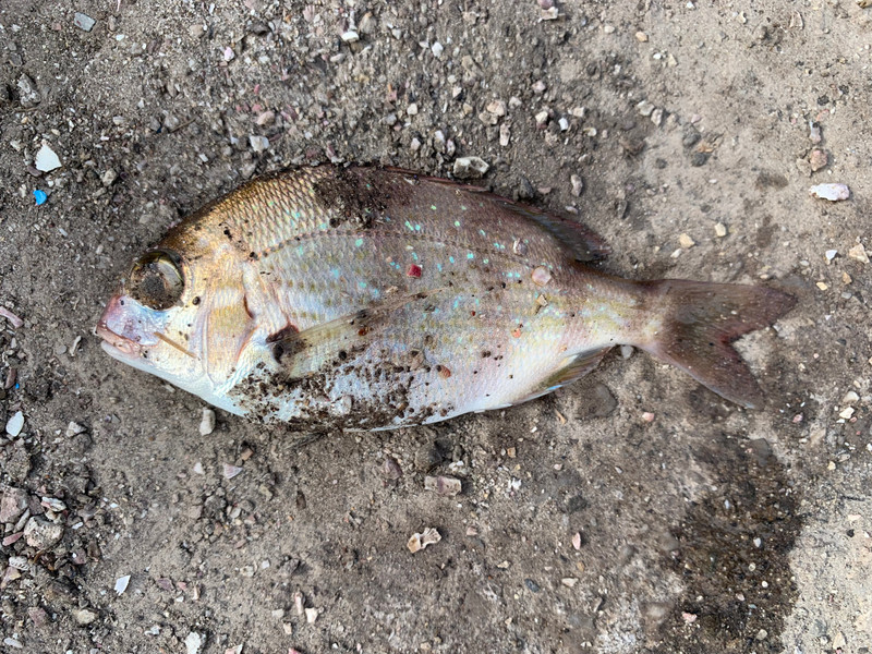 質問に添付された魚の写真
