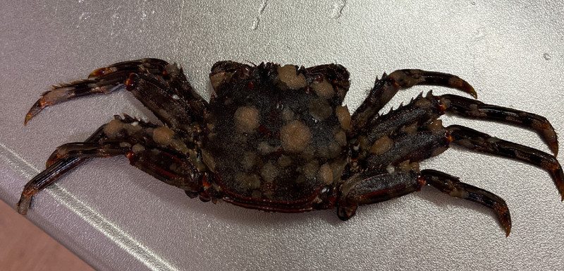 質問に添付された魚の写真