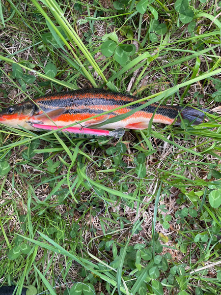 質問に添付された魚の写真
