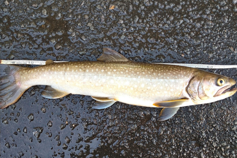 質問に添付された魚の写真