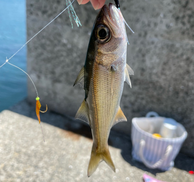 質問に添付された魚の写真