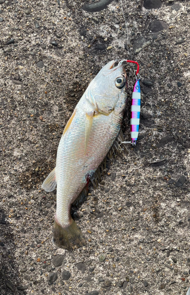 質問に添付された魚の写真