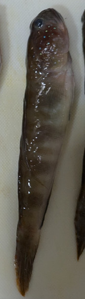 質問に添付された魚の写真
