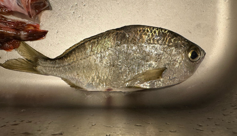 質問に添付された魚の写真