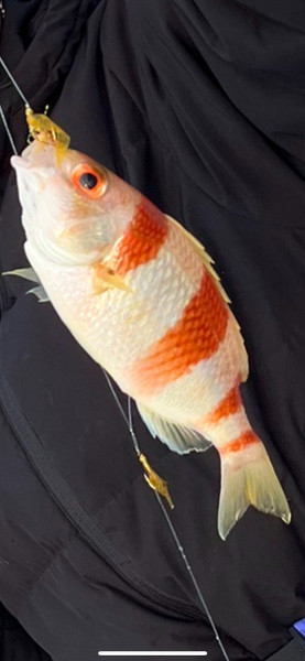 質問に添付された魚の写真