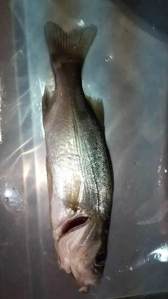 質問に添付された魚の写真
