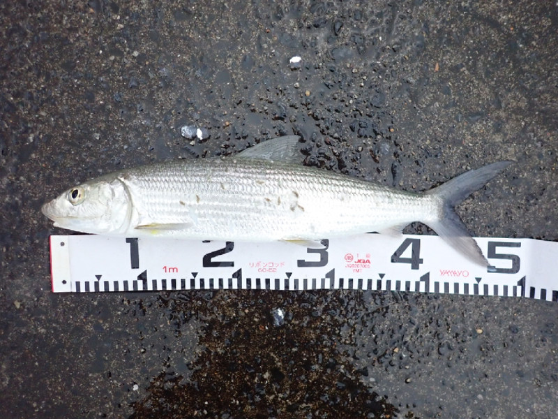 質問に添付された魚の写真