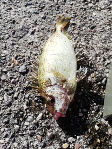 質問に添付された魚の写真