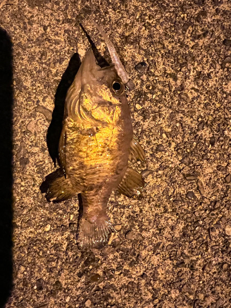 質問に添付された魚の写真