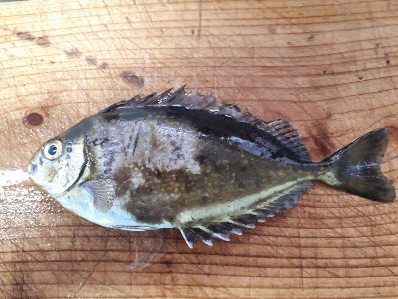質問に添付された魚の写真
