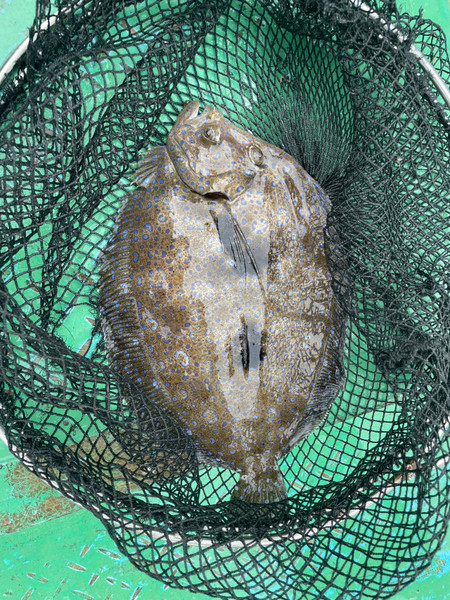 質問に添付された魚の写真