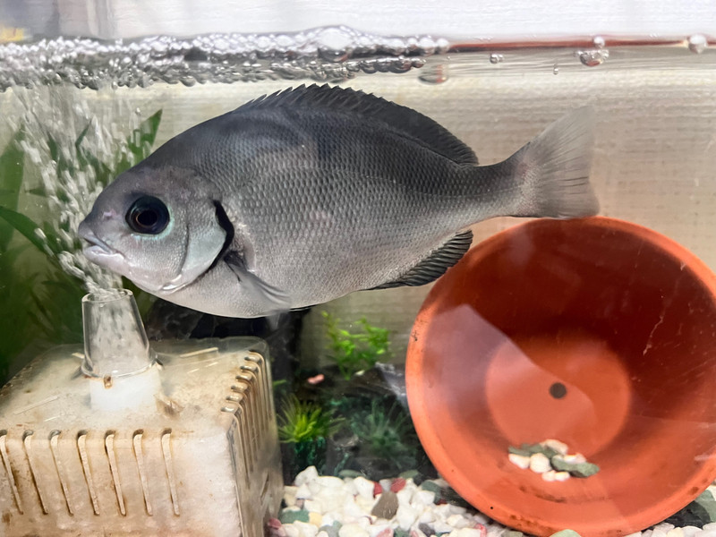 質問に添付された魚の写真