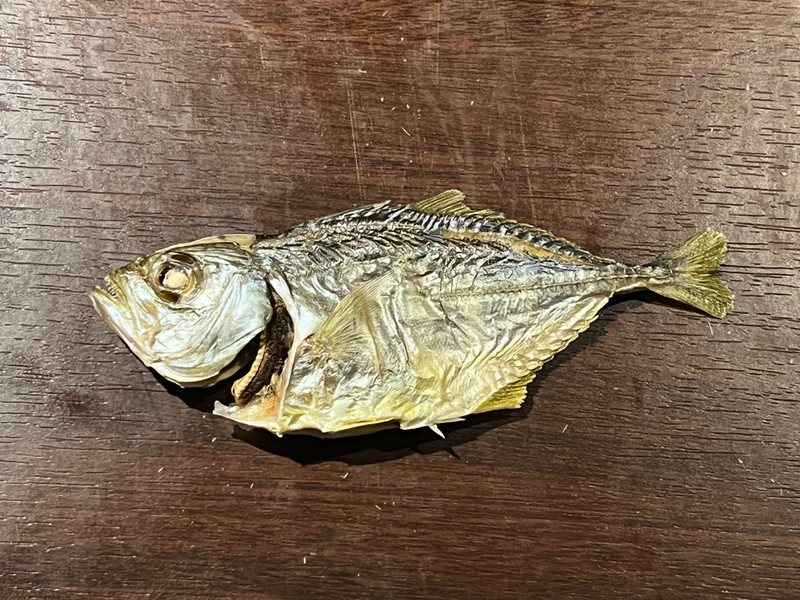 質問に添付された魚の写真