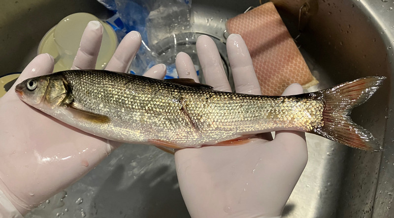 質問に添付された魚の写真
